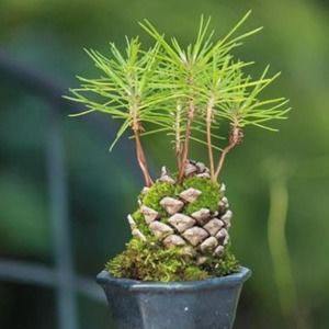 Meet your Posher, Rhonda